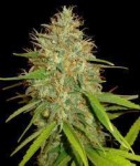 Cannabis Seeds Usa Kush Strains - Barneys Farm Vanilla Kush.