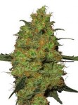 Cannabis Seeds Usa Kush Strains - Green House Seeds Bubba Kush