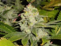 Cannabis Seeds Usa Kush Strains - Cali Connection DeadHead Kush.