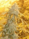 Cannabis Seeds Usa Kush Strains - Orange Kush Seeds