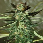 Cannabis Seeds Usa Kush Strains - Royal Dutch Genetics Strawberry Kush.