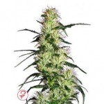 Cannabis width =