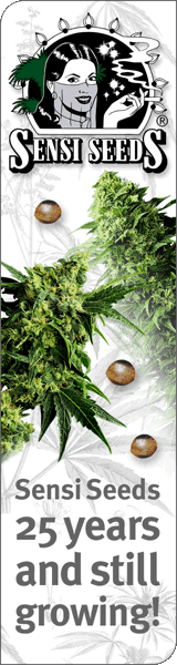 Sensi Cannabis Seeds For Sale