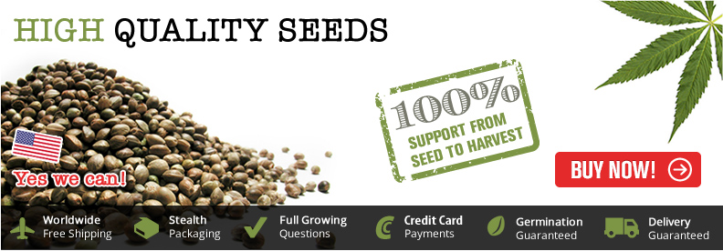 Buy marijuana seeds – just another wordpress site