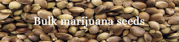 Buy Bulk Cannabis Seeds and Save Money