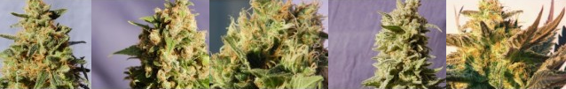 Arkansas Cannabis Seeds