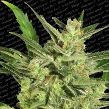 Medical Marijuana Autoflowering Seeds