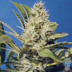 Medical Marijuana Seeds Shipped Direct.