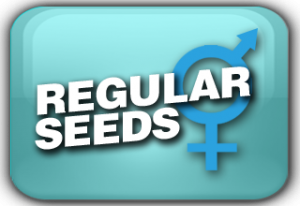 Regular Marijuana Seeds