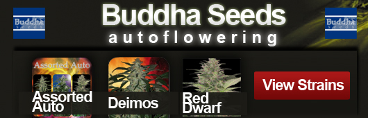Buddha Seeds Autoflowering
