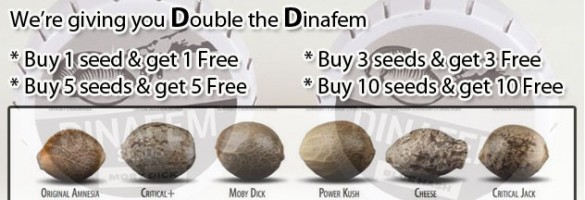 Dinafem - buy here