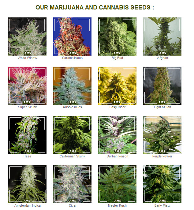 Картинка всех видов конопли марихуана на белом фоне