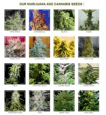 Where To Get Marijuana Seeds.