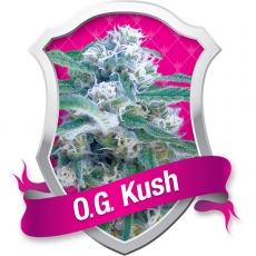 OG Kush Seeds