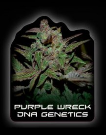 Purple Wreck, DNA Genetics Unique Strain of Purple Kush.