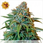 Barneys Farm Liberty Haze Marijuana Seeds
