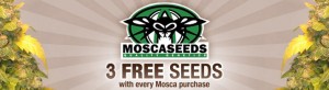 3 FREE Mosca Seeds With Every Purchase