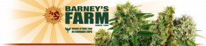 Click Here To Buy Barneys Farm Seeds