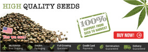 Buy Marijuana Seeds - Free Worldwide US Shipping