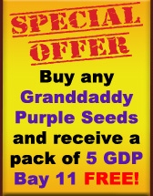 Free Grand Daddy Seeds