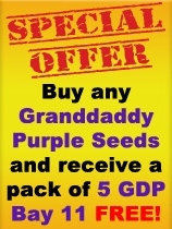 Grand Daddy Seeds