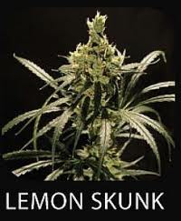 Lemon Skunk Seeds