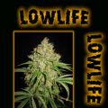 Lowlife Seeds White Russian