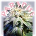 Paradise Seeds Magic Bud