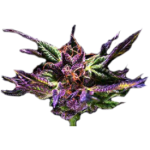 Purple Kush from Granddaddy Purple Seeds