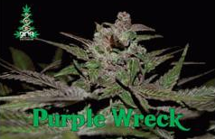 Reserva Privada Purple Wreck Feminized Marijuana Seeds.