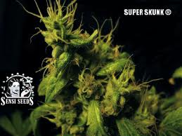 Skunk Seeds