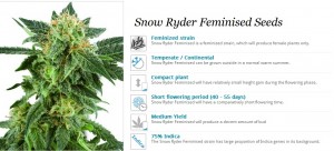 White Label Seeds Snow Ryder