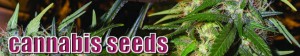 Cannabis and Marijuana Seeds.