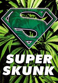 Super Skunk Seeds