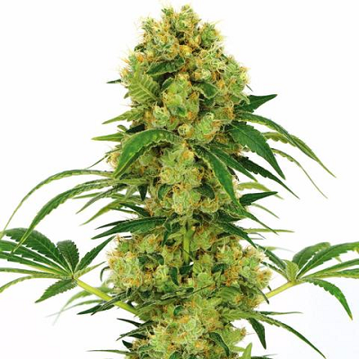Buy Big Bud Marijuana Seeds