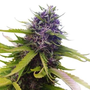 Buy Blueberry Marijuana Seeds