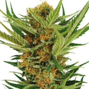 Buy Jack Herer Marijuana Seeds