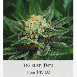 Buy OG Kush Marijuana Seeds