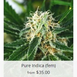 Buy Pure Indica Marijuana Seeds