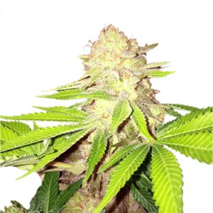 Buy Strawberry Kush Marijuana Seeds
