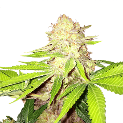 Buy Strawberry Kush Marijuana Seeds