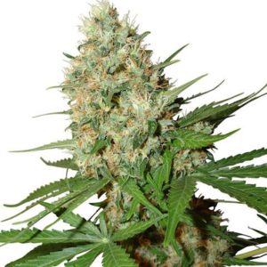 Trainwreck Cannabis Seeds
