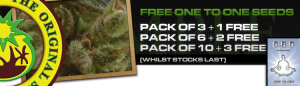 CBD Seeds Free One To One Cannabis Seeds Offer
