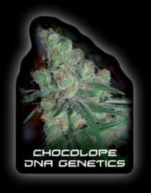 DNA Genetics Chocolope seeds