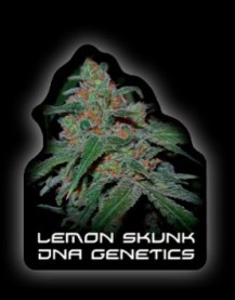 DNA Genetics Lemon Skunk