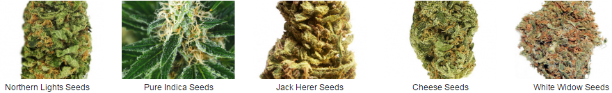 Feminized Colorado Marijuana Seeds