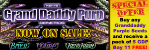 Free Grandaddy Purple Seeds