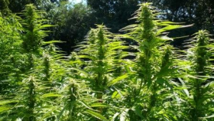 Outdoor Marijuana Seeds