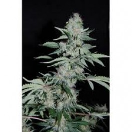 Power Plant Seeds Pipi by Pyramid Seeds