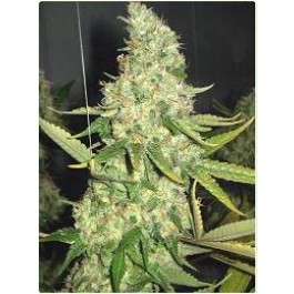 Power Plant Seeds by Professional Seeds